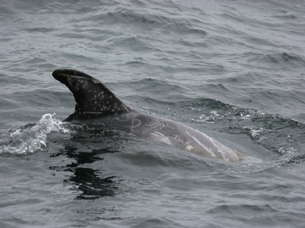 Risso's Dolphin